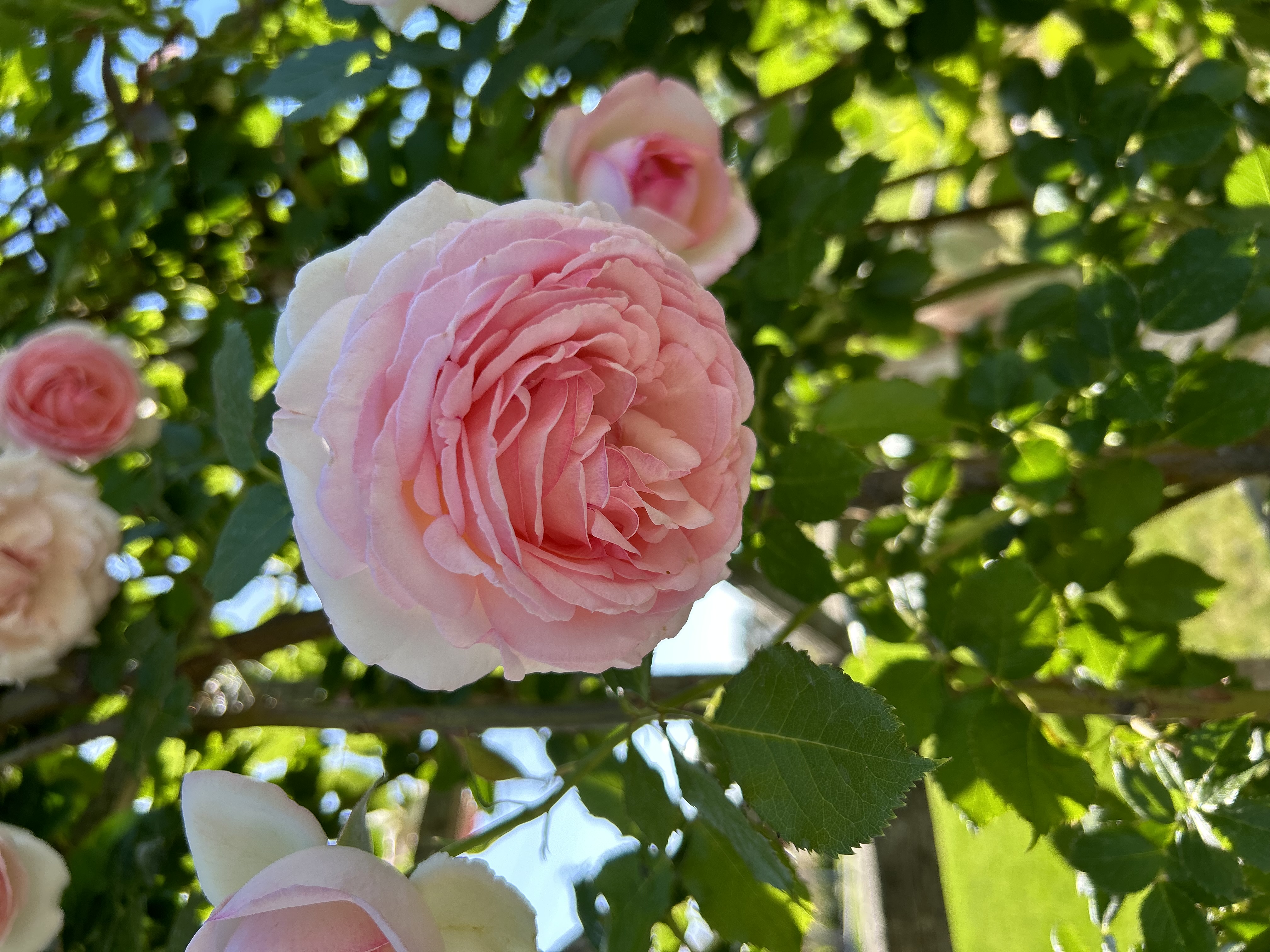 Pink roses in the Tri-Cities
